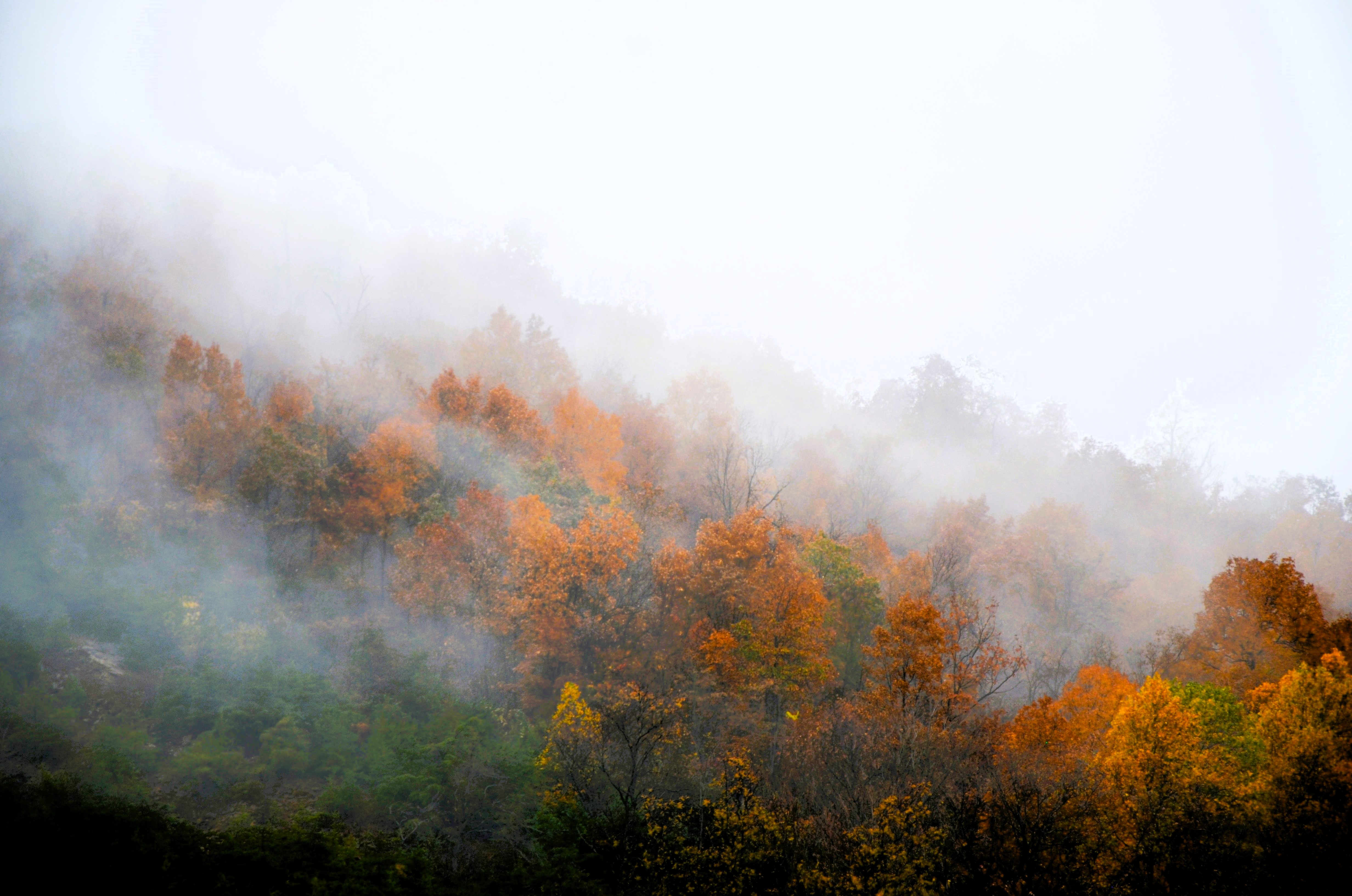 Autumn Trees